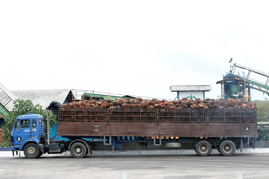 Resultado de imagem para Indonésia apresentará queixa na OMC contra política de biocombustíveis da UE