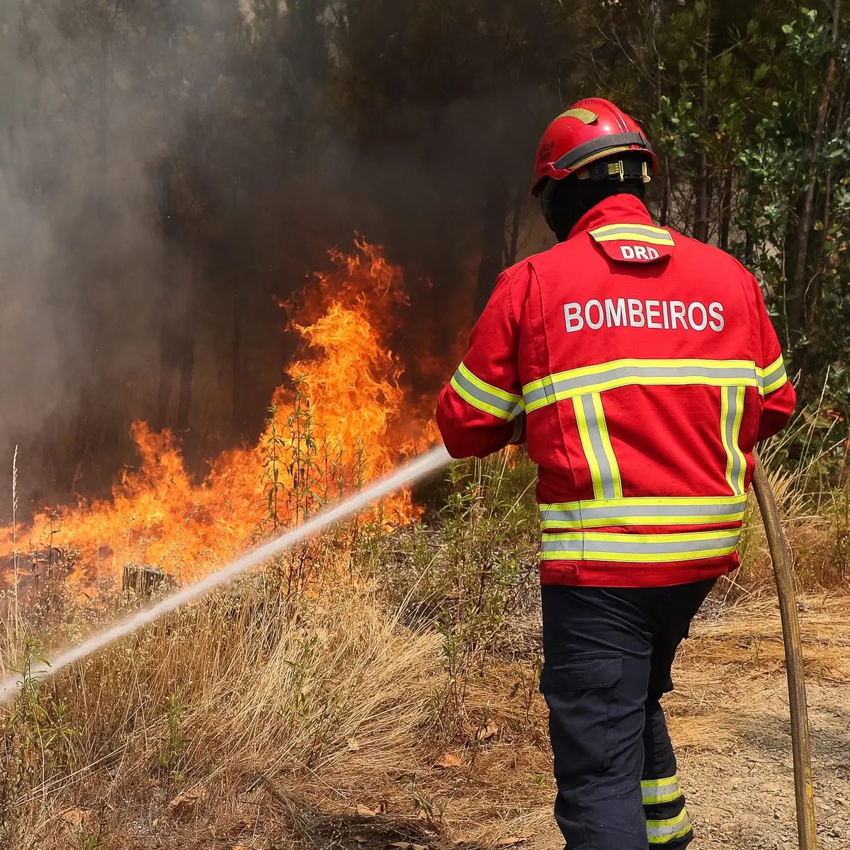 Incêndio em Santa Maria da Feira consumiu 2 hectares de área florestal - SIC Notícias