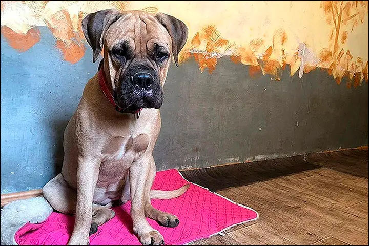 Cadela percorre 200 quilómetros à procura dos donos que a rejeitaram