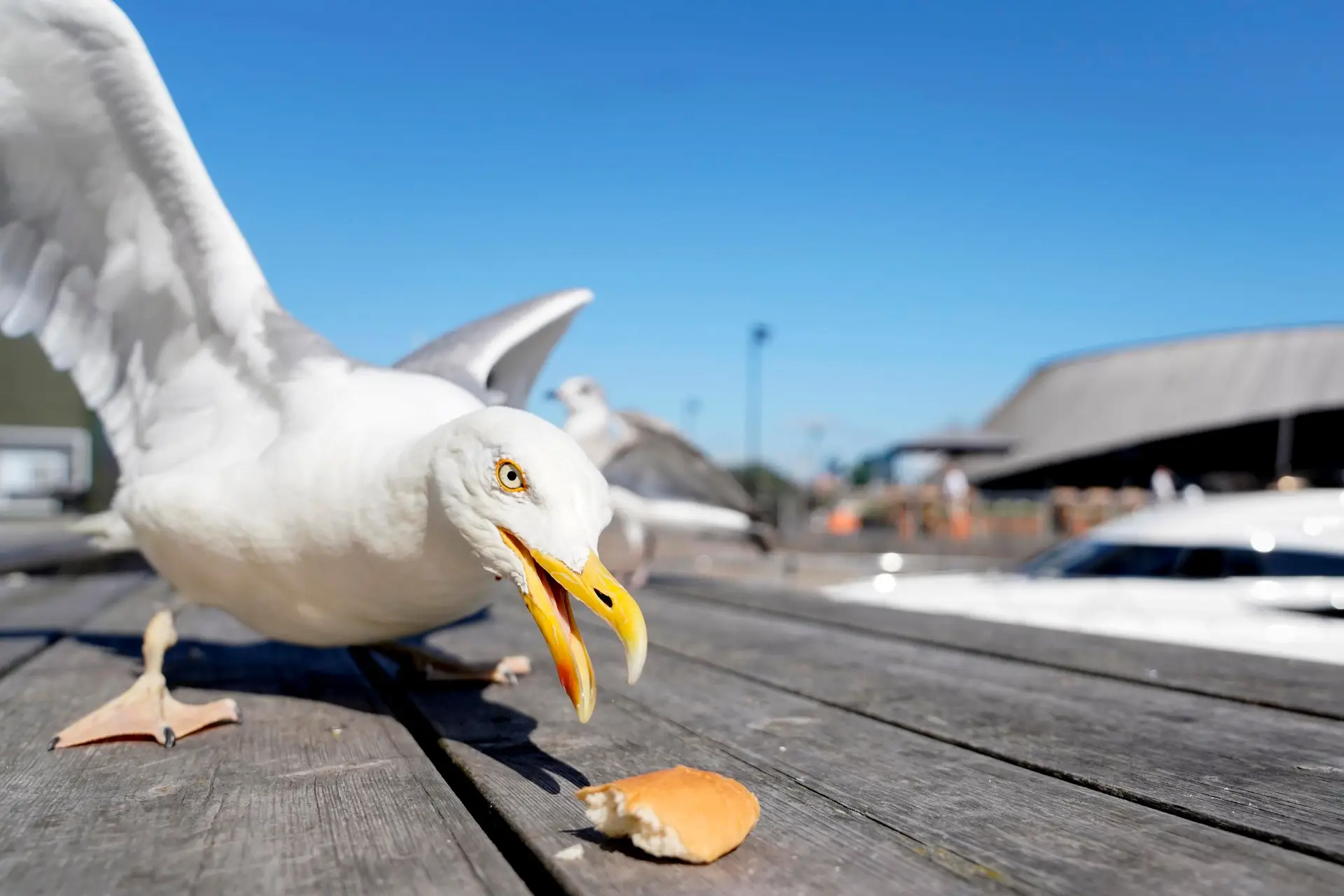 Gaivota tenta comer um pedaço de pão em Oslo, Noruega.