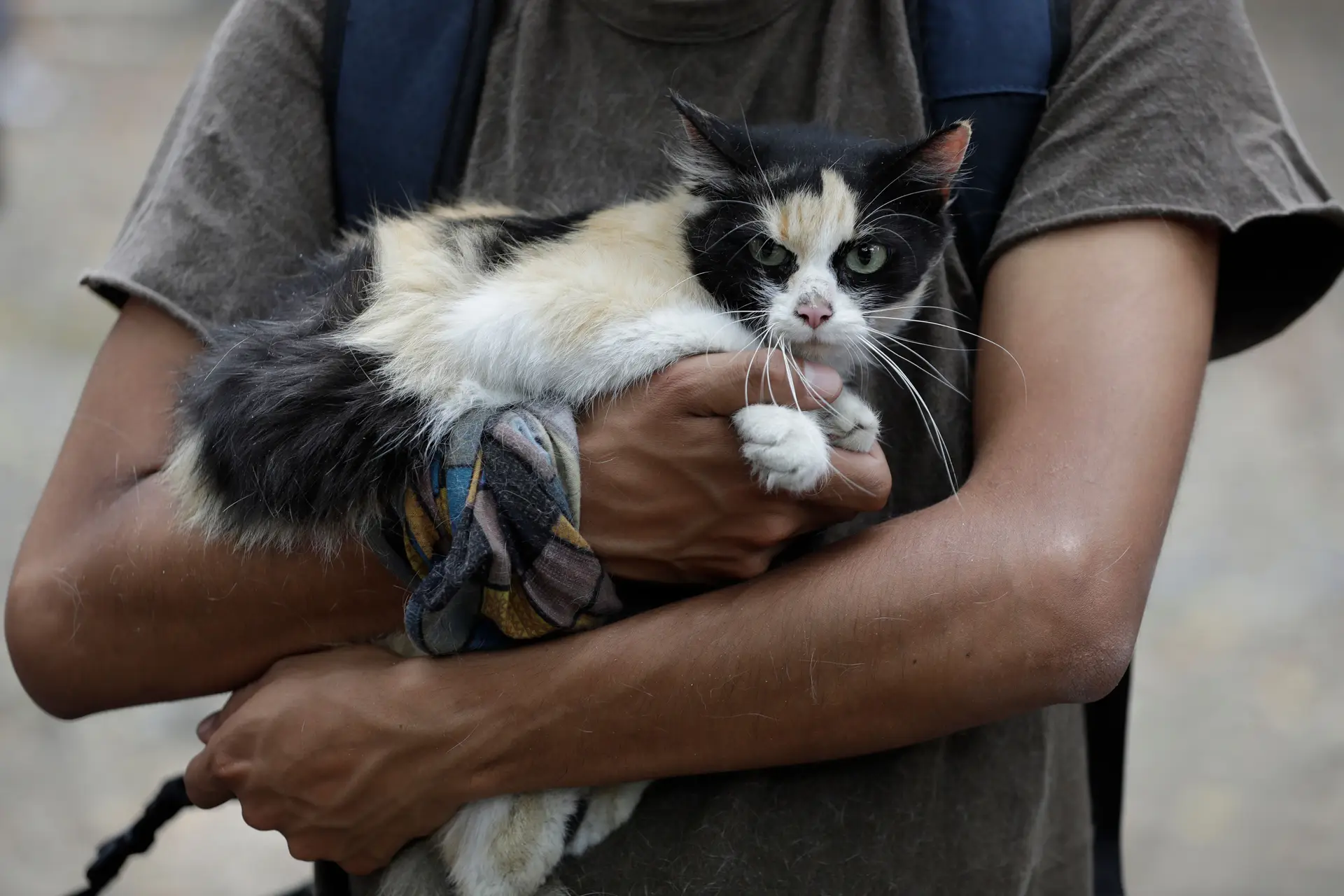 Homem condenado a 1 ano de pena suspensa por matar gato - SIC Notícias