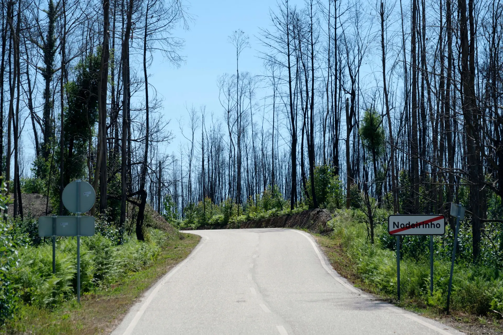 Incêndio de Pedrogão Grande trouxe "muito poucas" alterações na floresta