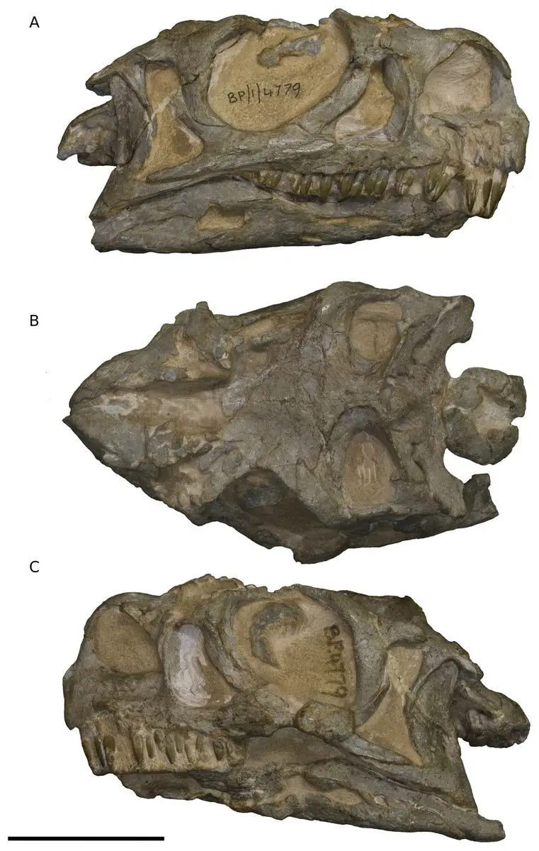 Descoberta nova espécie de dinossauro na África do Sul