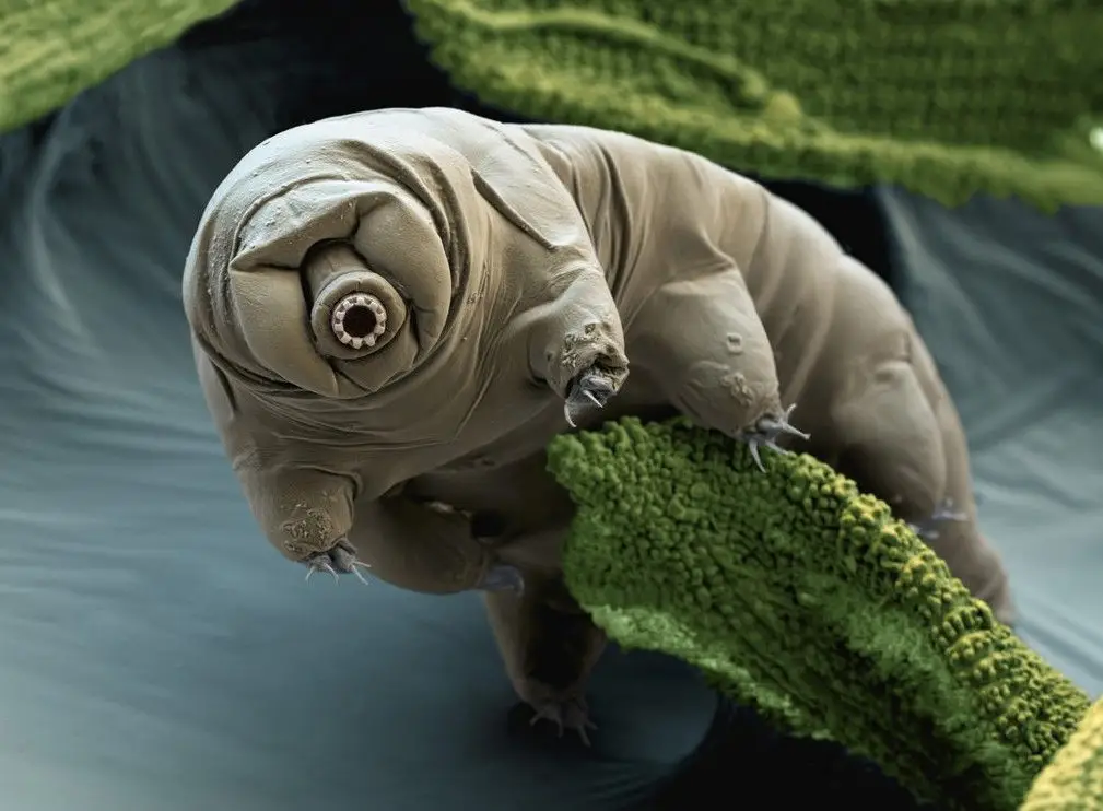O animal mais resistente da Terra pode estar a viver na Lua 
