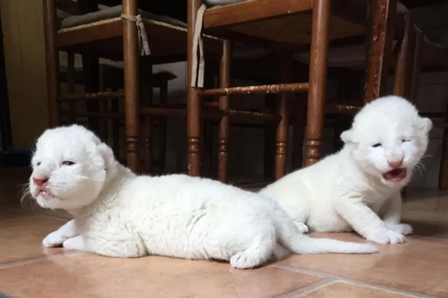 Dois filhotes de leão branco nascem num refúgio em França