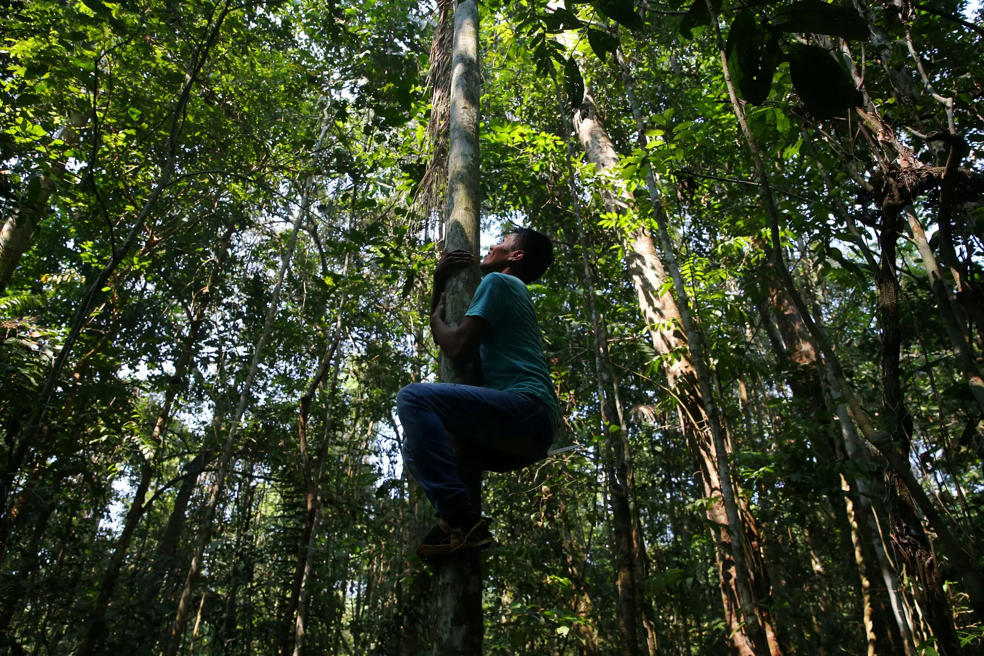 Um jovem indígena Kayabi sobe a uma árvore para colher açai, na Floresta da Amazónia, em Mato Grosso, Brasil.