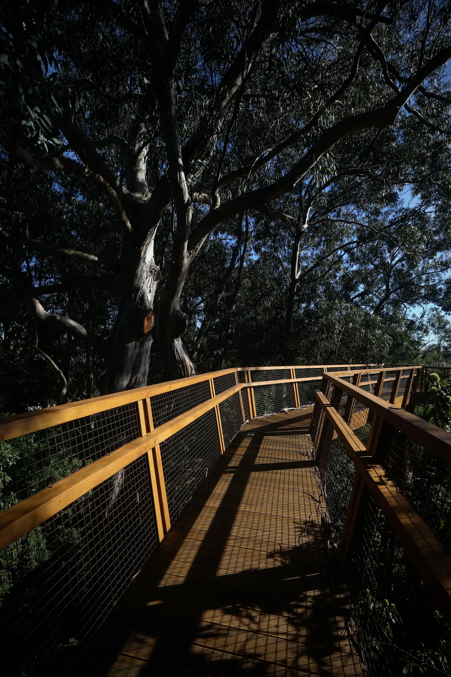 Um passeio pelas copas das árvores no parque de Serralves