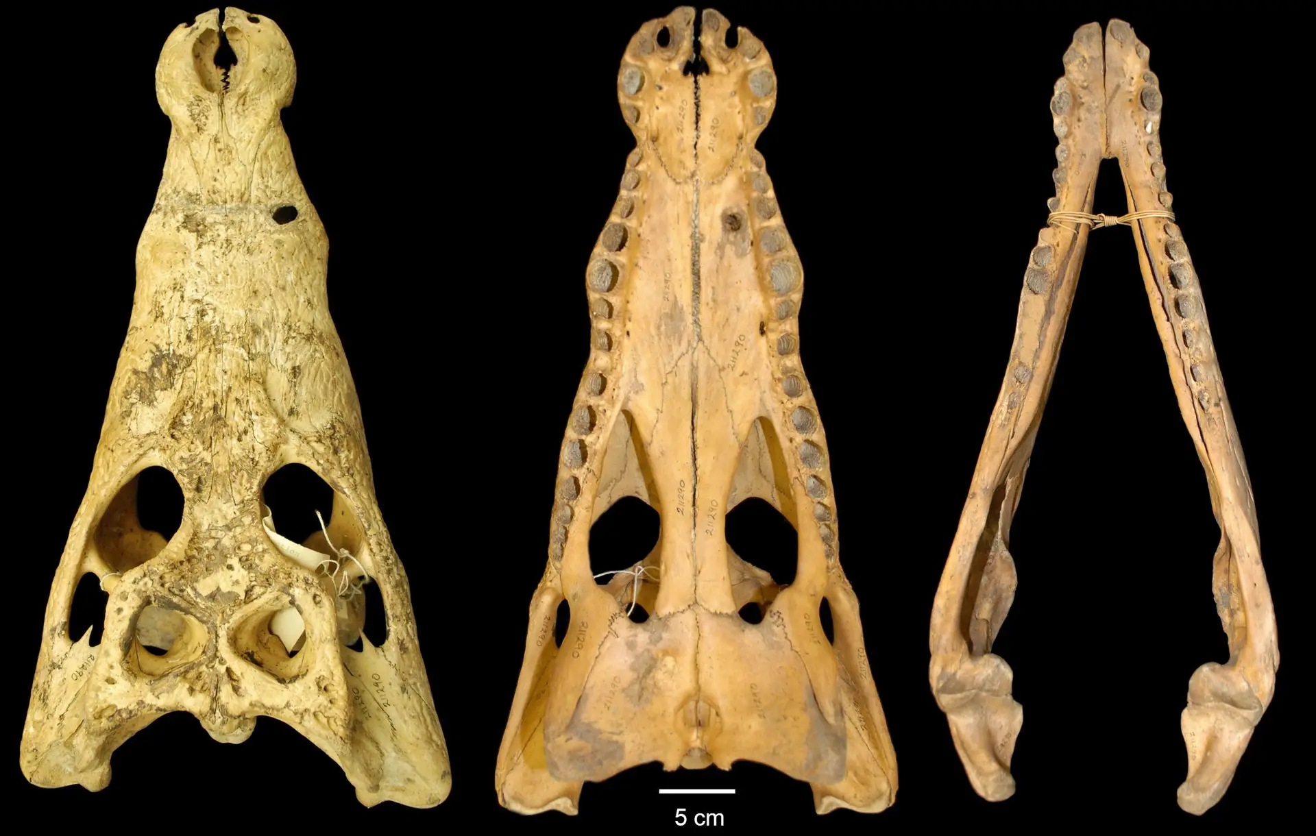 Nova espécie de crocodilo descoberta em coleções de museus