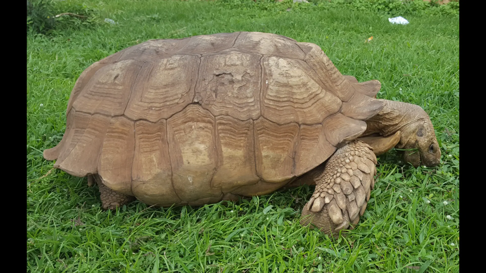 Tartaruga mais velha de África morre aos 344 anos - SIC Notícias