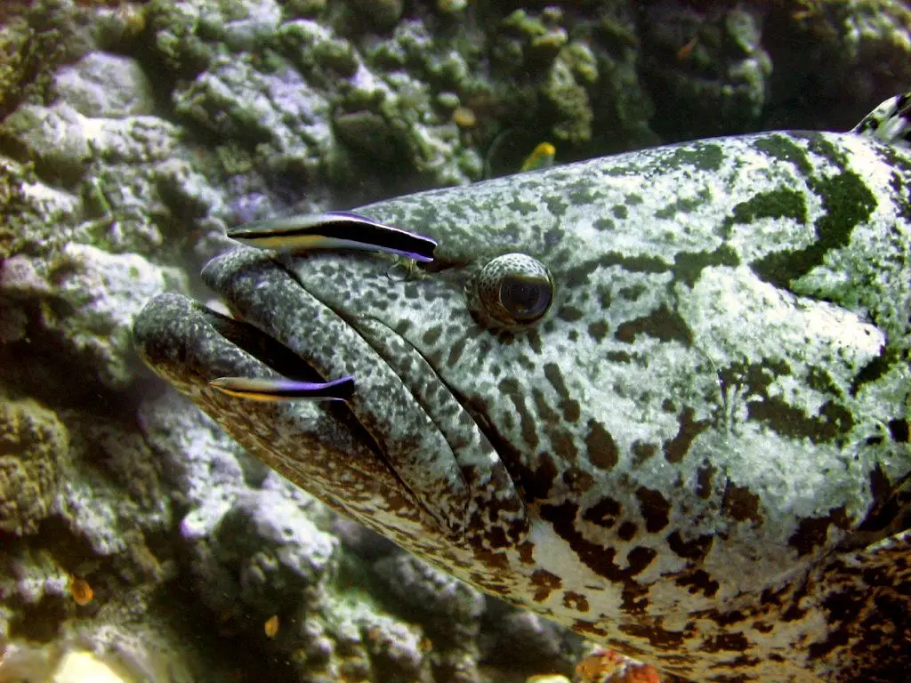 Dois peixes limpadores removem pele morta e parasitas externos de uma garoupa.