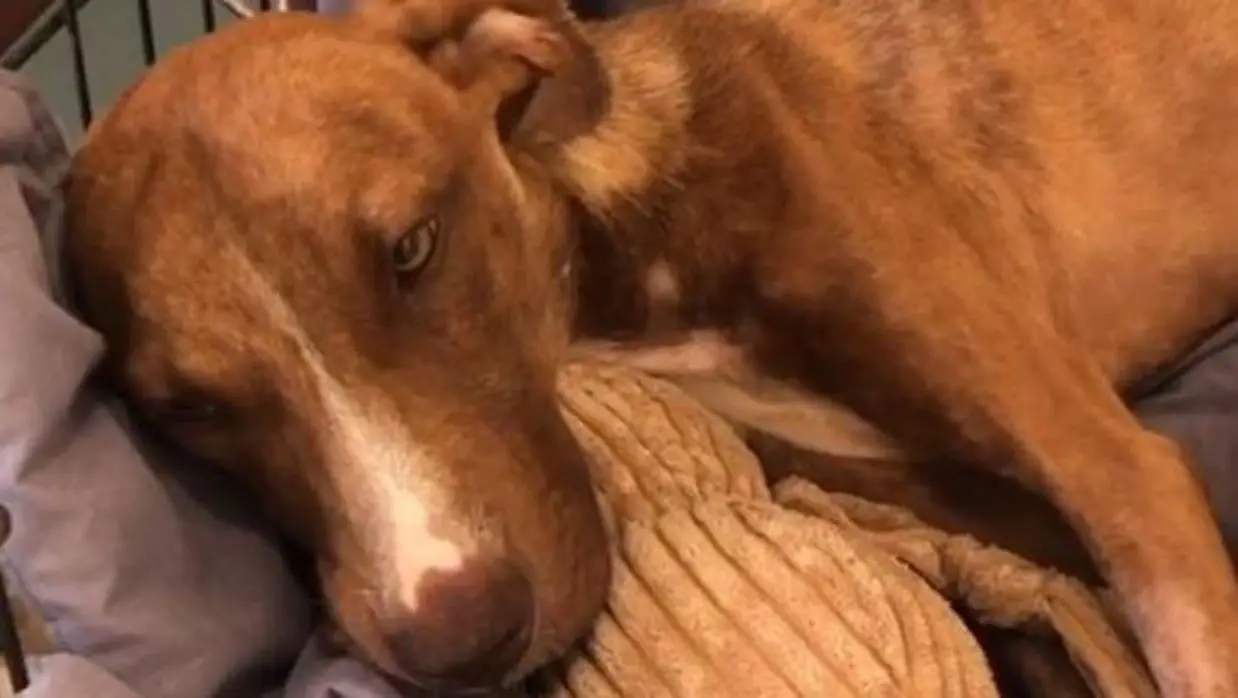 Cão resgatado vivo debaixo de escombros um mês após o furacão Dorian