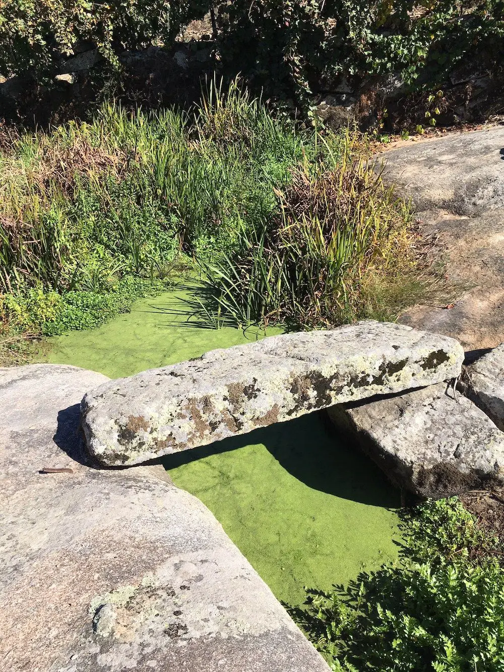 Ambientalistas denunciam poluição na Ribeira de Calva, afluente do Dão