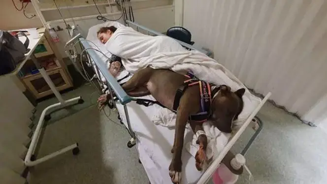 Cadela salva vida da dona e recusa-se a abandoná-la no hospital