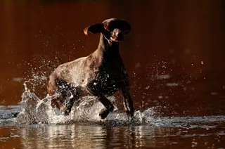 Governo vai criar um provedor do animal