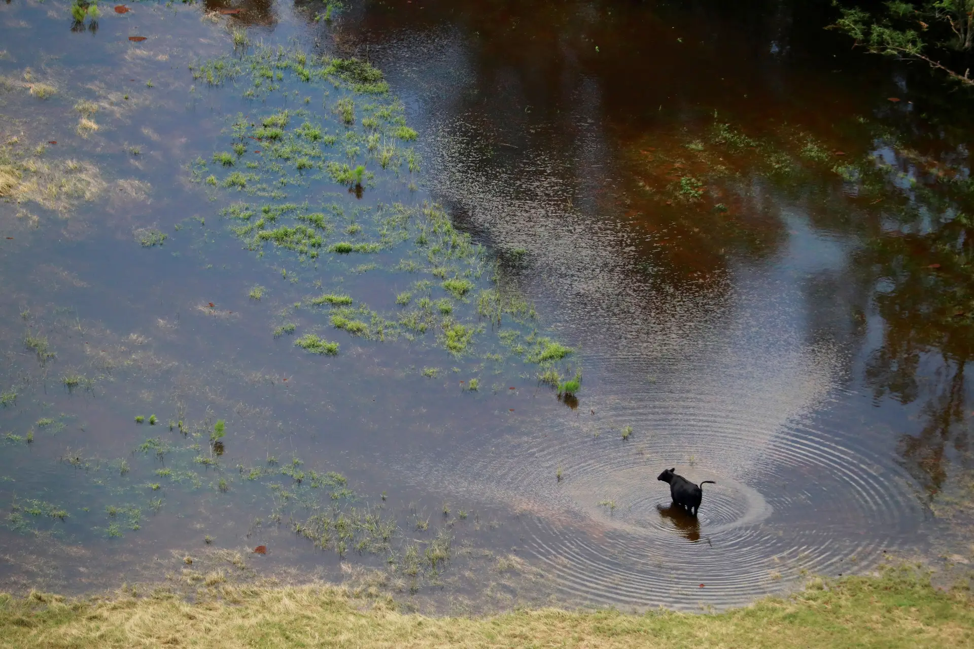 Uma vaca numa zona inundada da Carolina do Norte