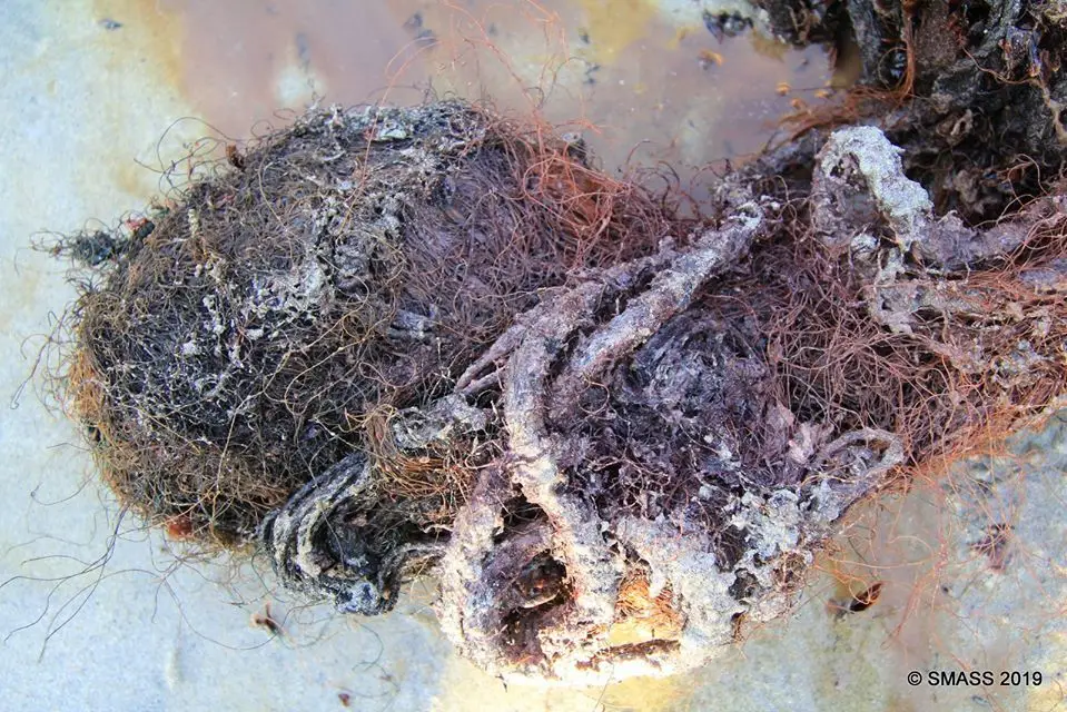 Cachalote morre com um emaranhado de detritos de plástico de 100 kg no estômago