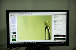 Embrião "empurrado" por uma pipeta de vidro visto ao microscópio num laboratório em Shenzhen, China.