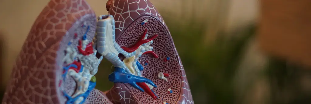 Cancro do pulmão: Há um número para o qual pode ligar