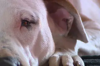 O primeiro animal de estimação disputado em tribunal