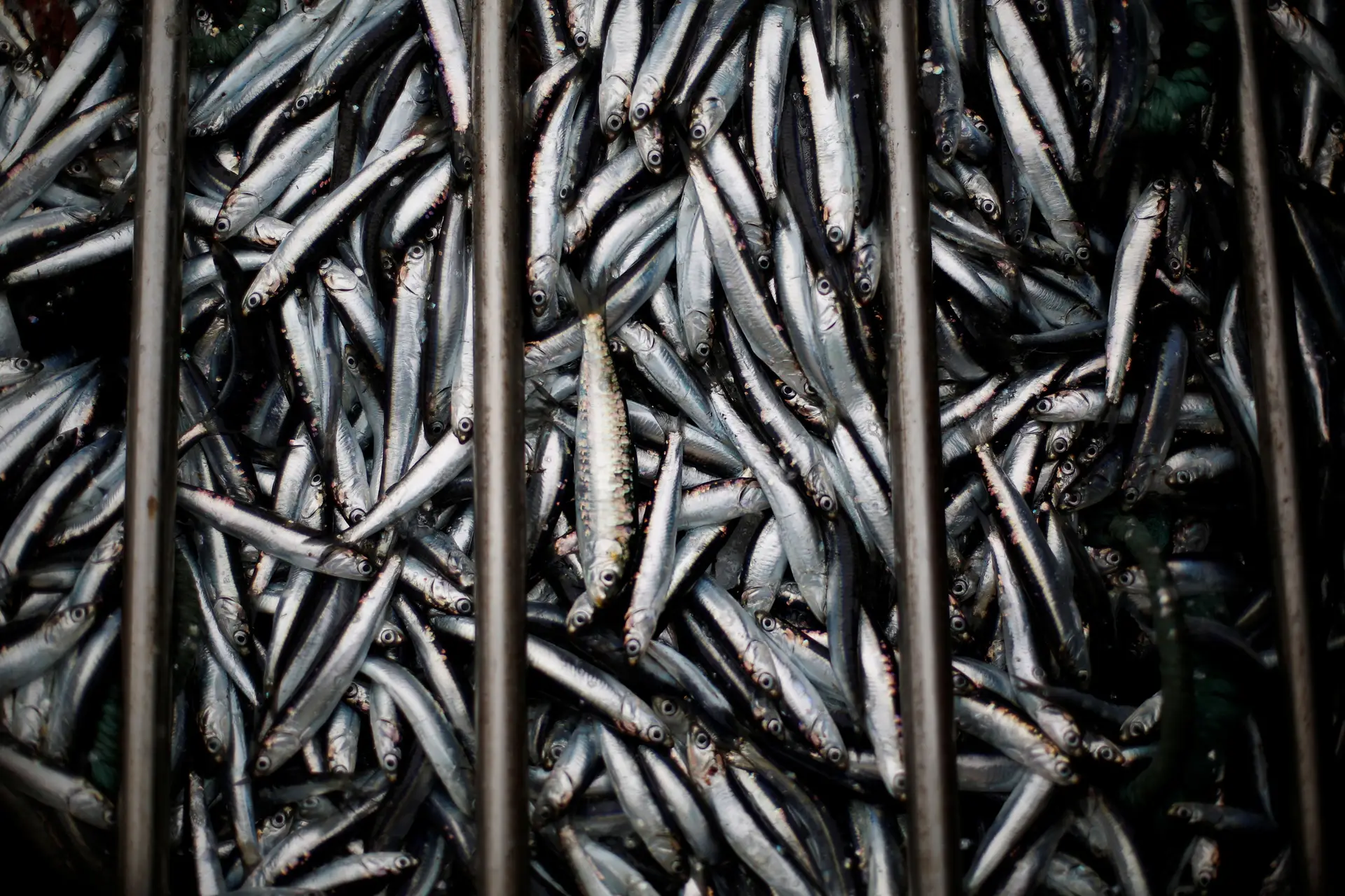 Governo diz que ainda não há condições para definir limites da pesca da sardinha para 2020