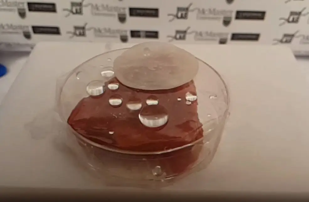 Cientistas inspiram-se na folha de lótus para criar revestimento repelente de bactérias