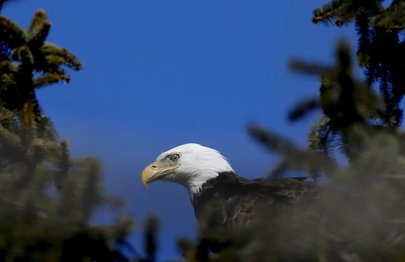 As imagens impressionantes do ataque de um polvo a uma águia americana