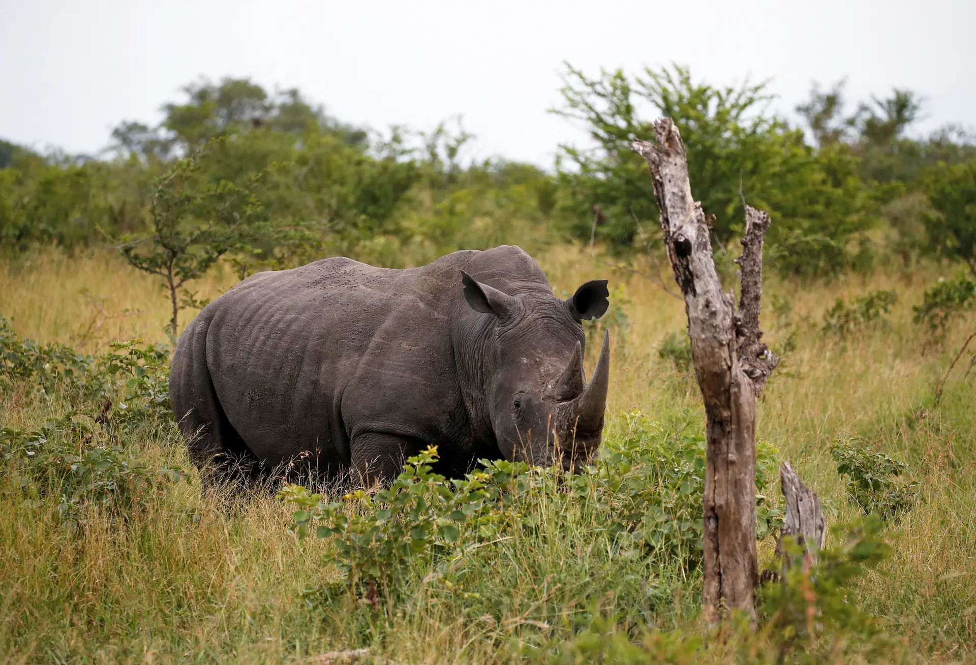 Dois alegados caçadores furtivos abatidos no Parque Kruger na África do Sul