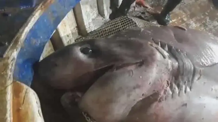 Pescadores croatas acreditam ter encontrado o maior tubarão do mundo