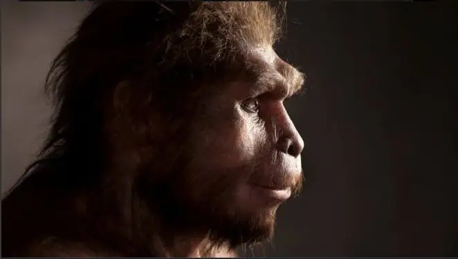 Homo erectus viveram mais tempo do que se pensava