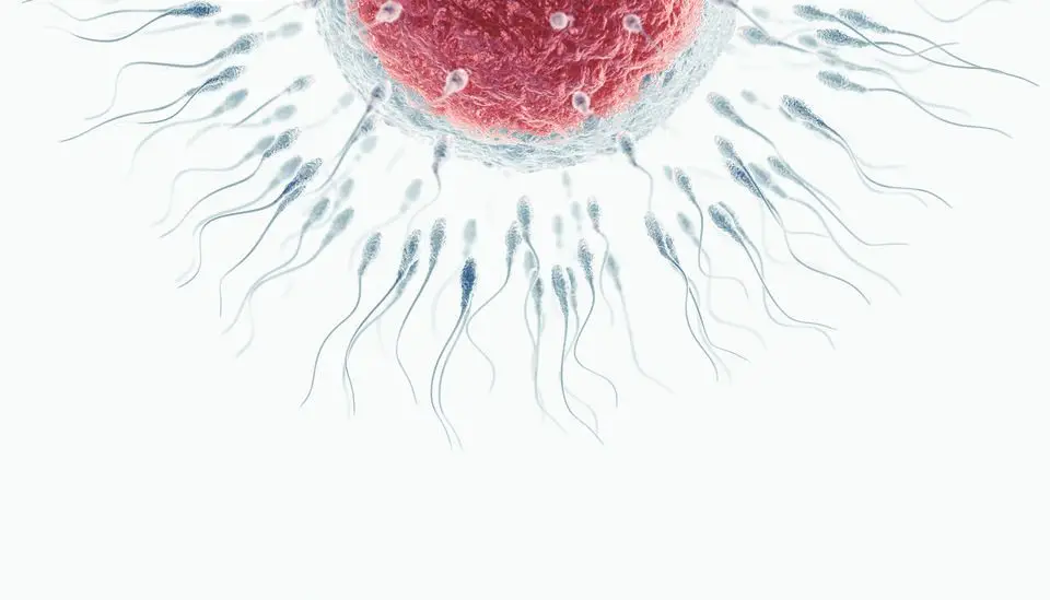 “Sempre quis ser pai”: Há vida depois do cancro