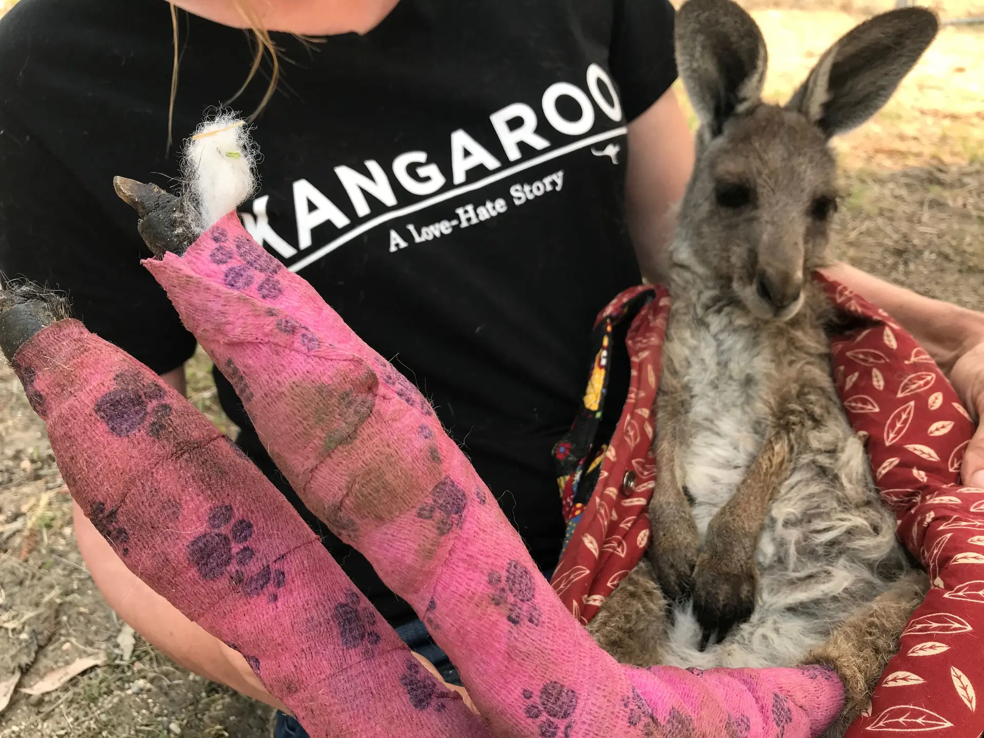 Austrália lança tubérculos de helicópteros para alimentar animais selvagens
