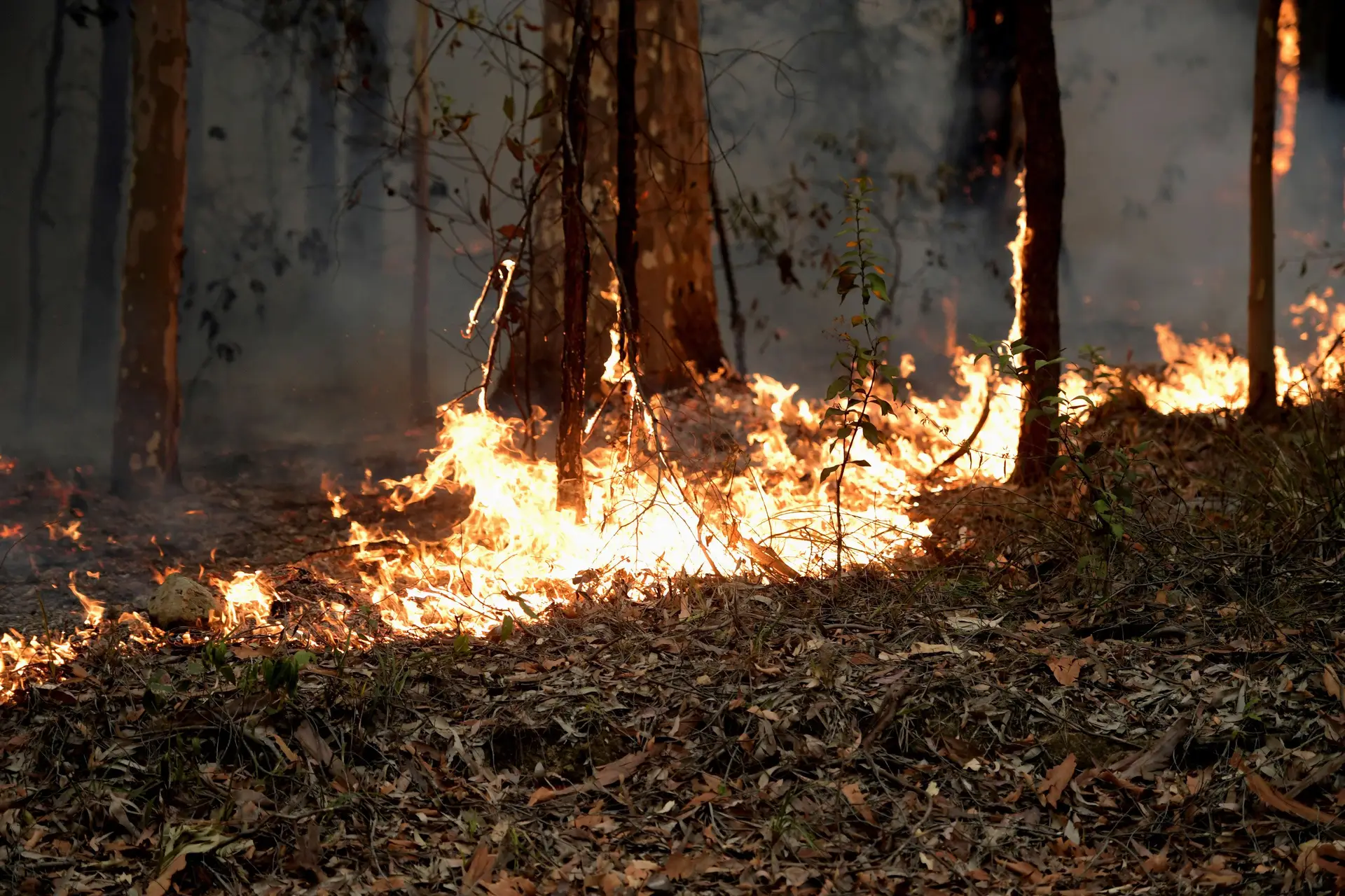 Território Norte e Camberra são únicas regiões da Austrália sem fogos