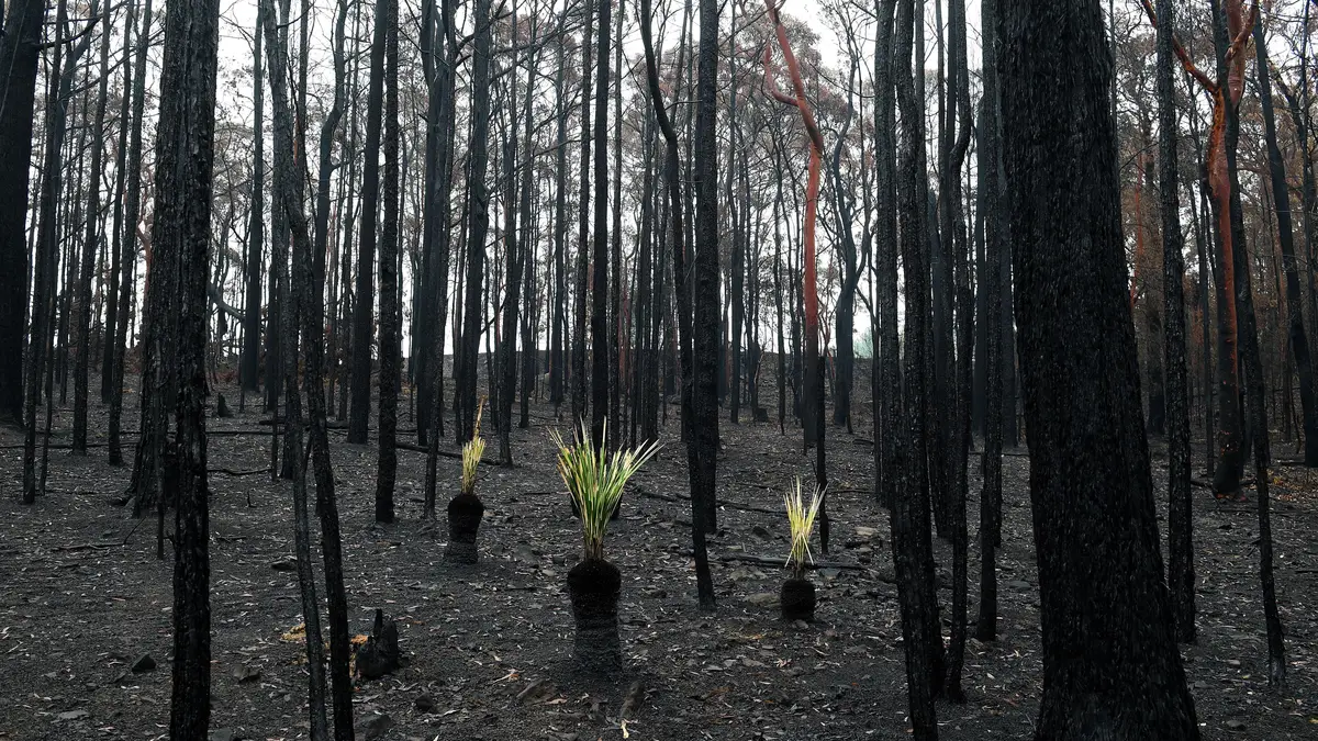 Plantas a crescer numa área queimada pelos incêndios na Austrália.  