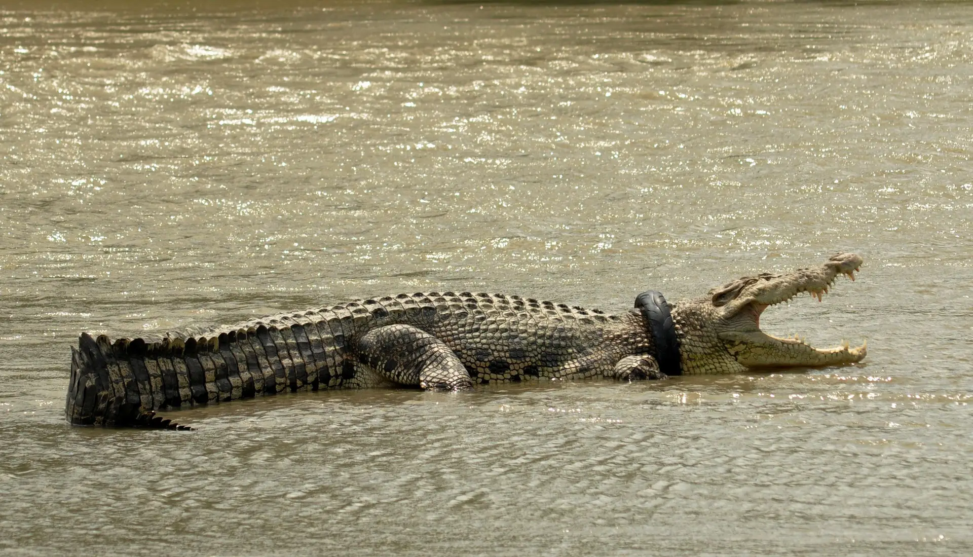 Indonésia oferece recompensa a quem tirar pneu do pescoço de crocodilo 