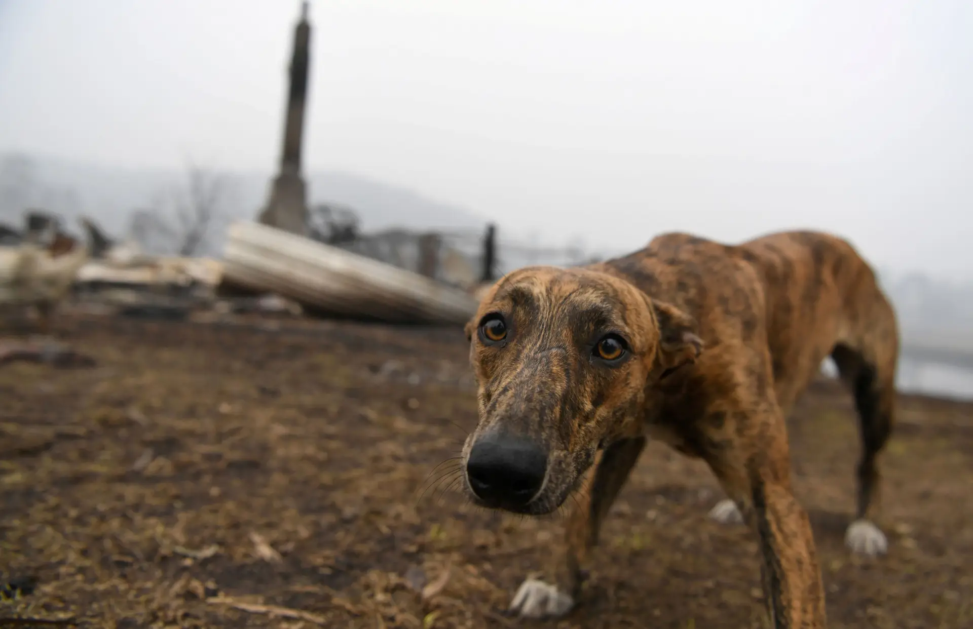 Pergunta da semana: As penas para crimes contra animais são adequadas?