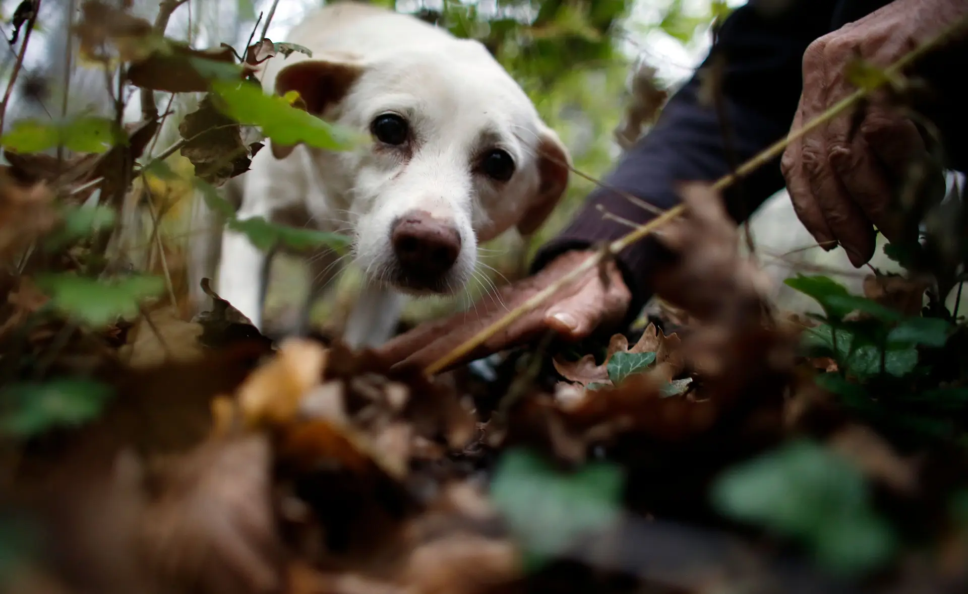 Covid-19: Voluntários apoiam donos de animais de companhia em isolamento