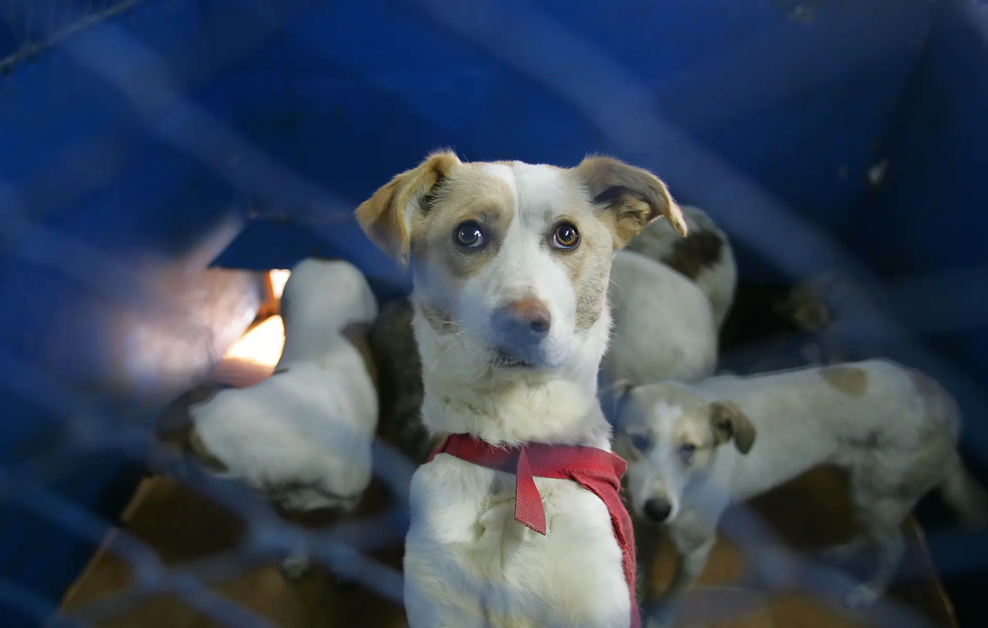 Nos EUA há cerveja grátis para quem adotar um cão durante a pandemia