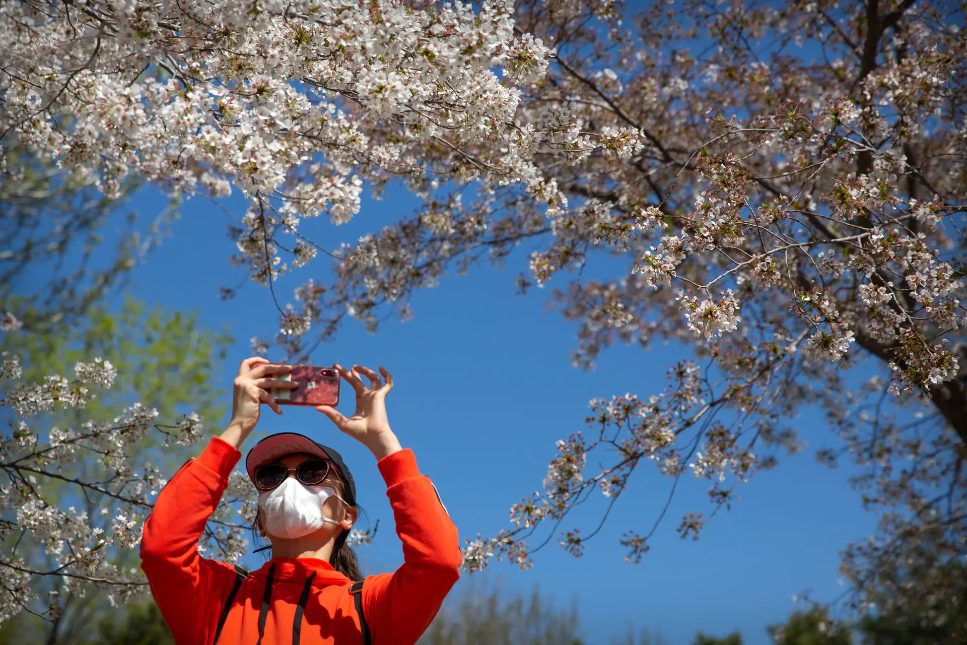 China regressa aos poucos à normalidade ao mesmo tempo que previne novo surto de Covid-19. Pequim reabriu ao público a maioria dos parques, onde as pessoas que cumpriram um longo período de isolamento social podem agora contemplar a natureza.