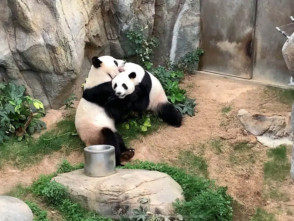 Pandas acasalam pela primeira vez após fecho de zoo devido à pandemia