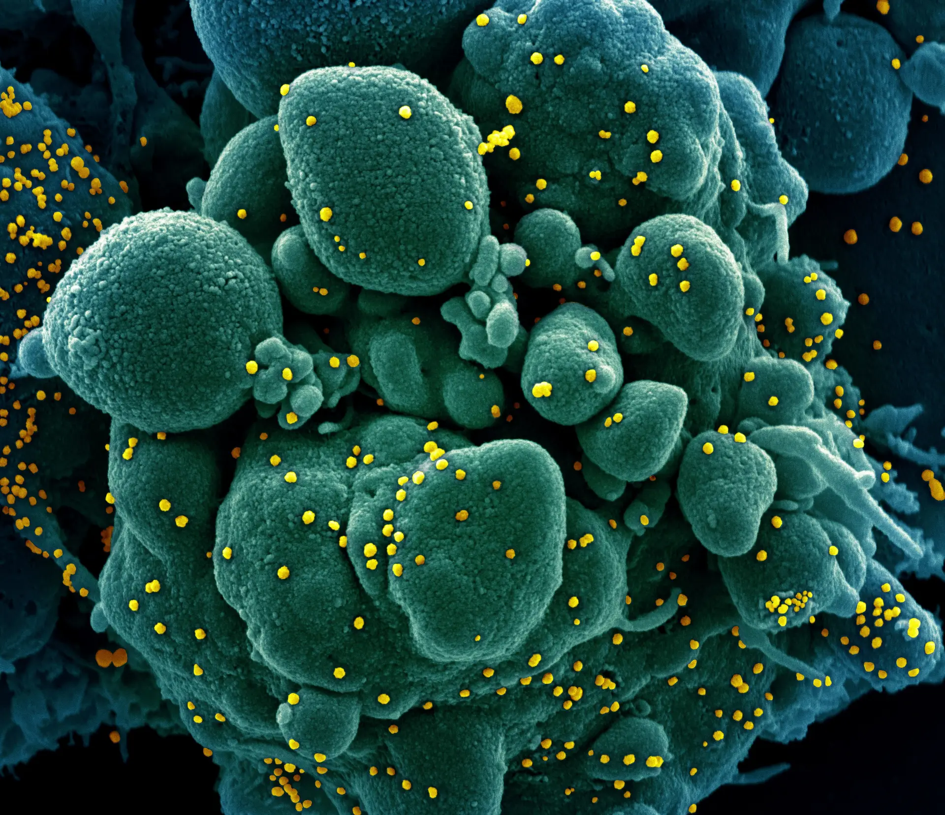 Grupo de cientistas une-se para desenvolver respostas à pandemia