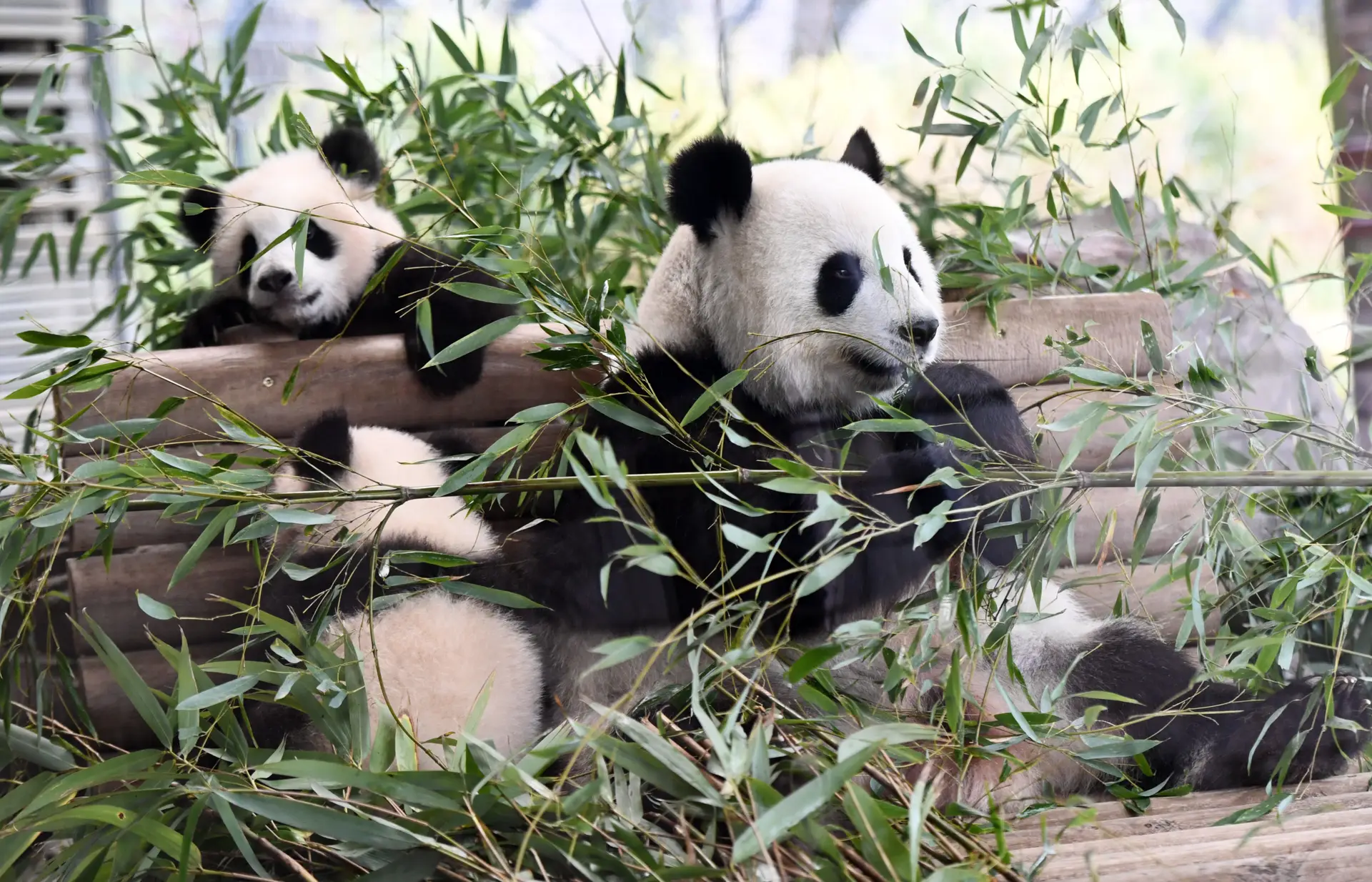 Zoo alemão admite ter de matar animais para conseguir alimentar outros
