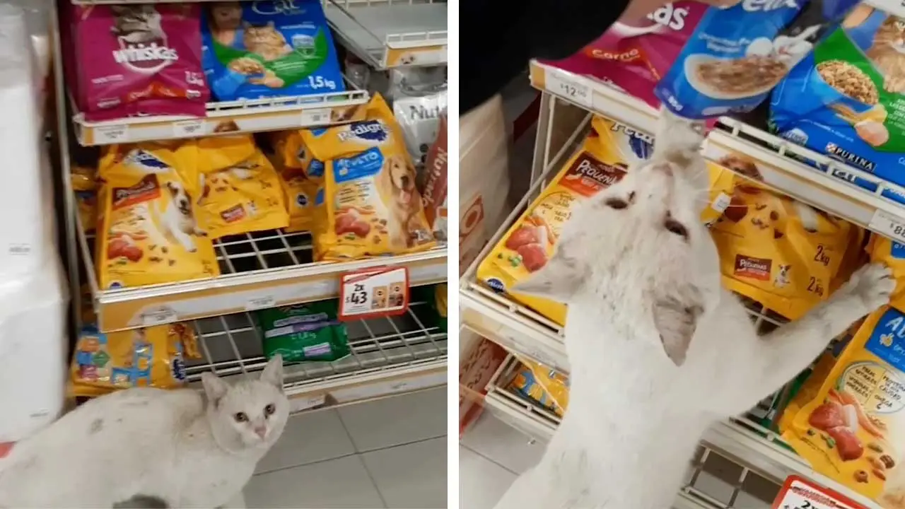 Gato abandonado guia mulher ao supermercado e mostra-lhe o que quer comer