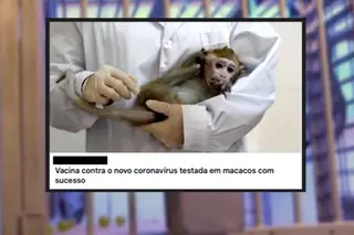 Vacina contra a covid-19 foi testada com sucesso em macacos?