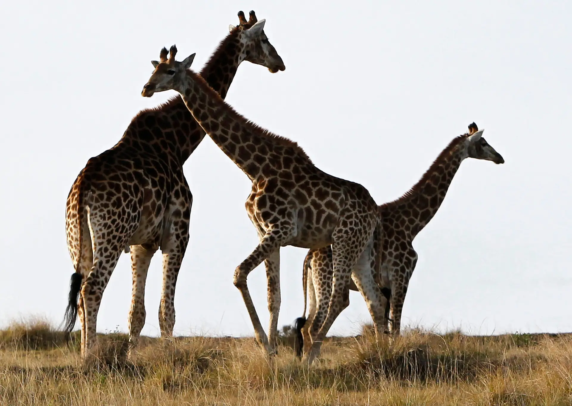Participar num safari em África sem sair do sofá