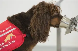 Cães treinados para detetar pessoas infetadas com o coronavírus