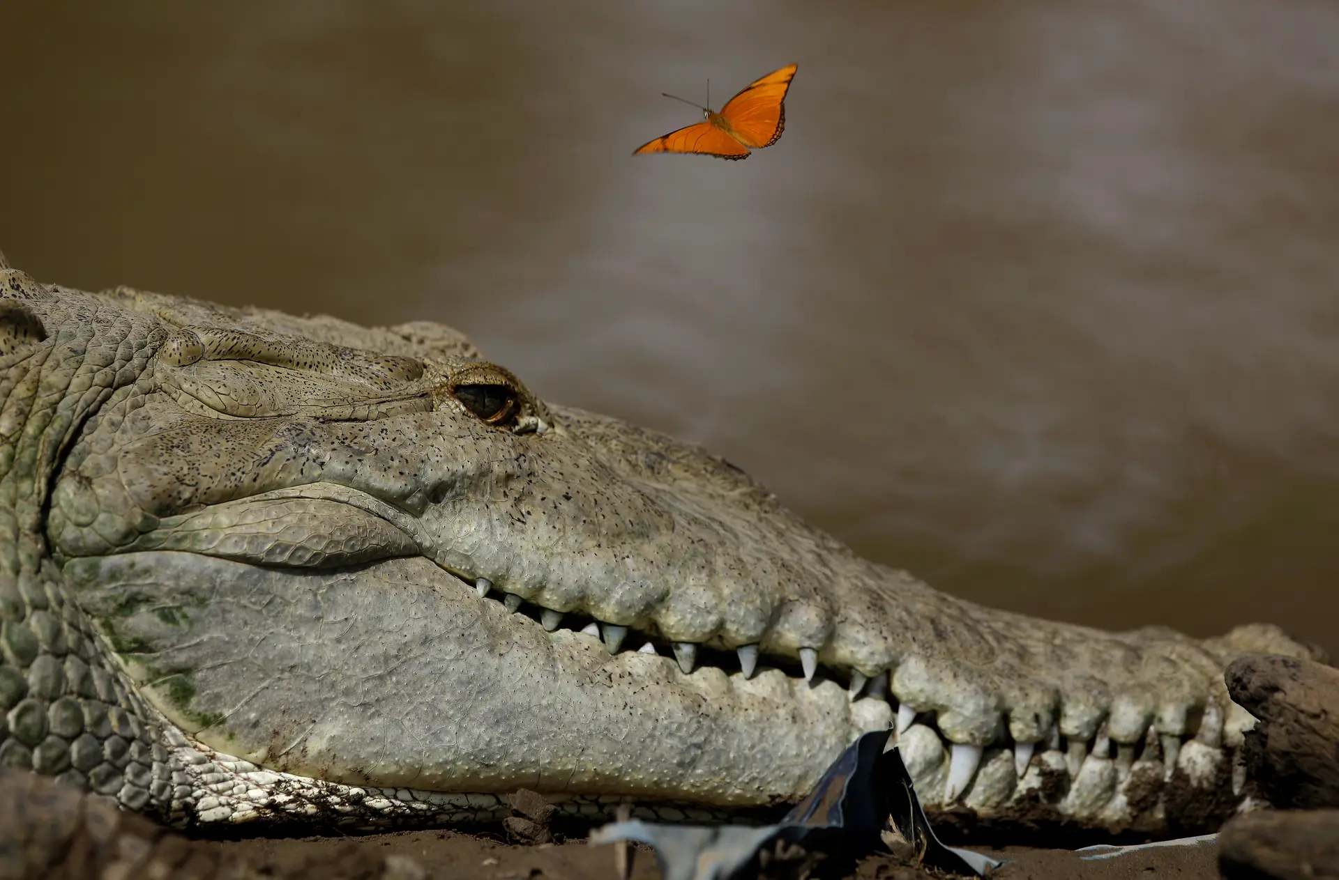 Timorense morre vítima de ataque de crocodilo na região leste do país
