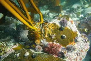 ONU alerta para a necessidade de proteção das pradarias marinhas