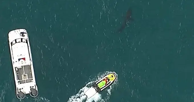 Tubarão de três metros mata surfista na Austrália