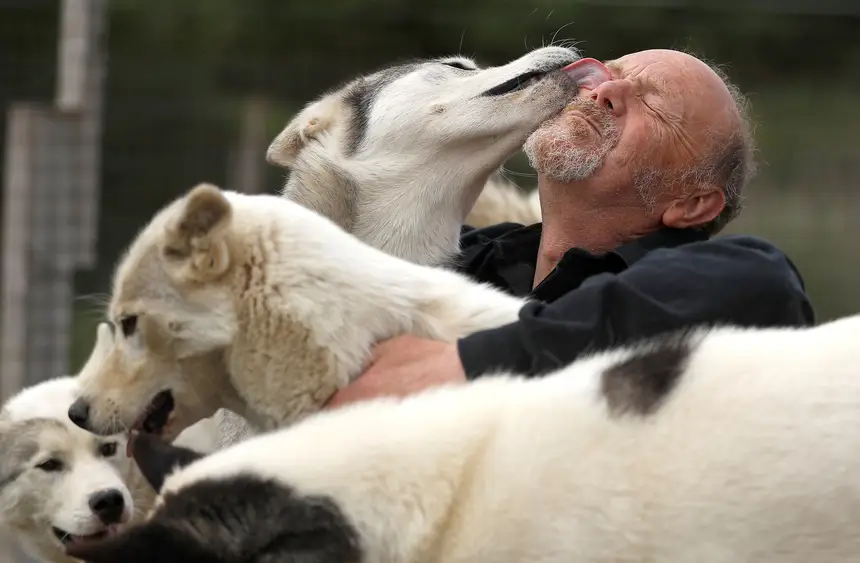 SIC Notícias | Cérebro dos cães não está preparado para reagir ao rosto humano