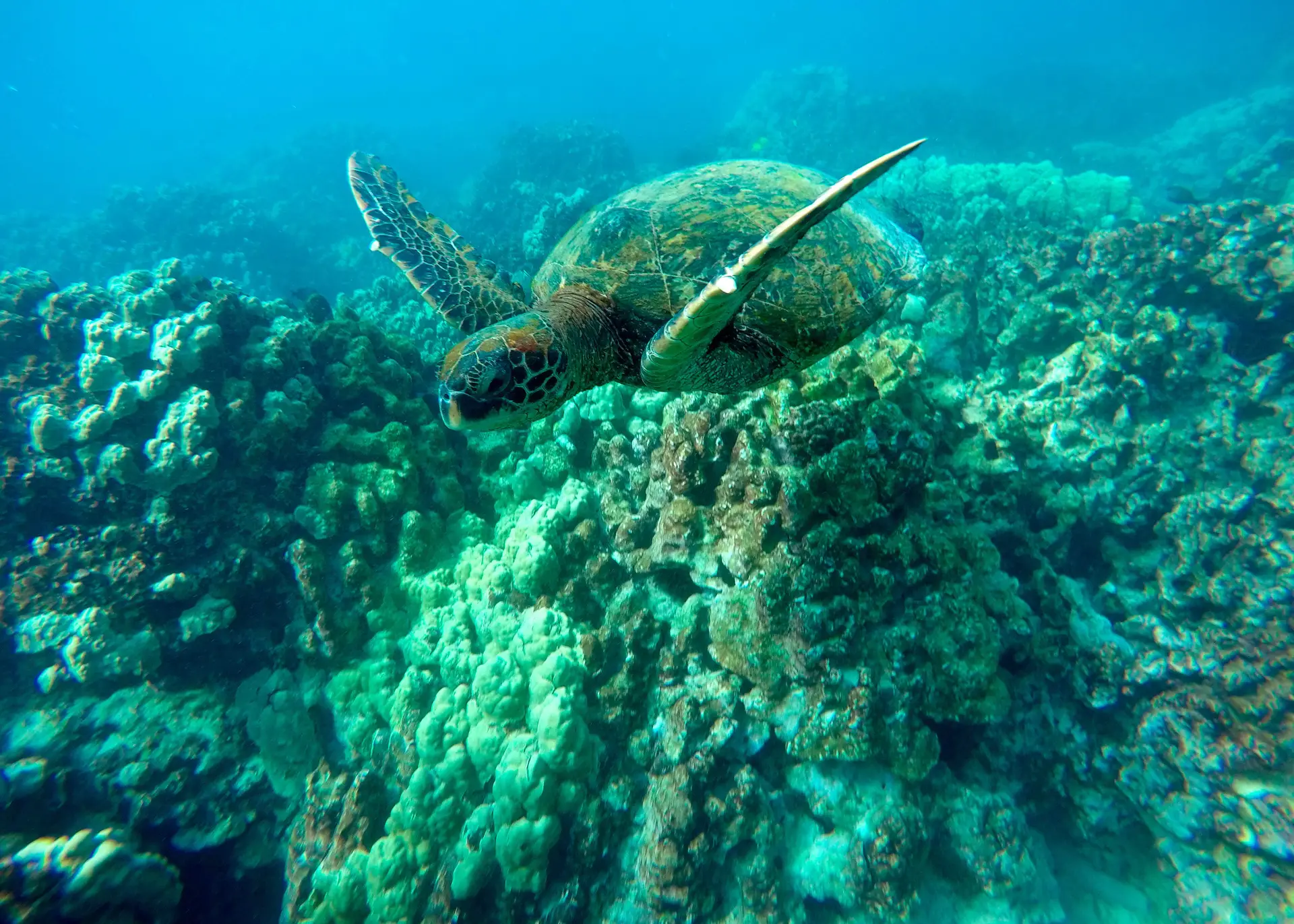 Redução de oxigénio nos oceanos tem maior impacto nos organismos que aumento da temperatura